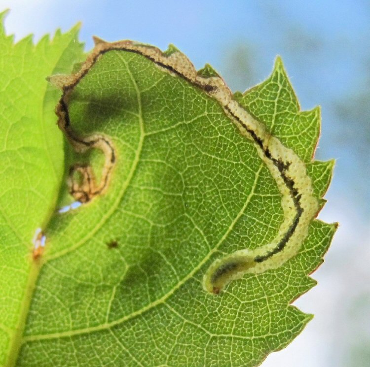 larva in mine