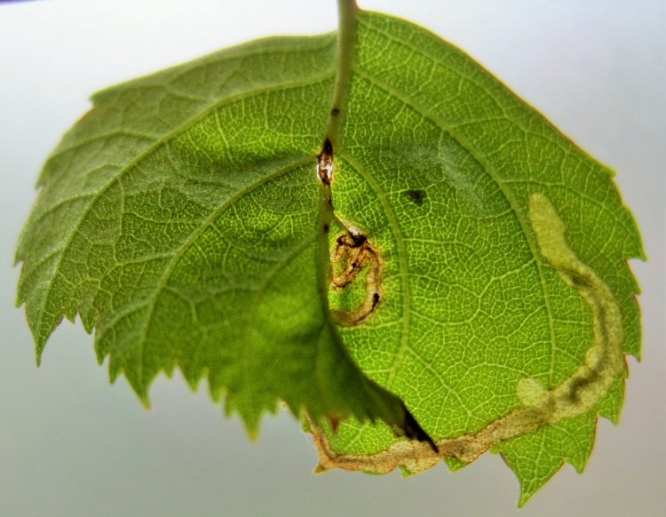 the leaf distorts