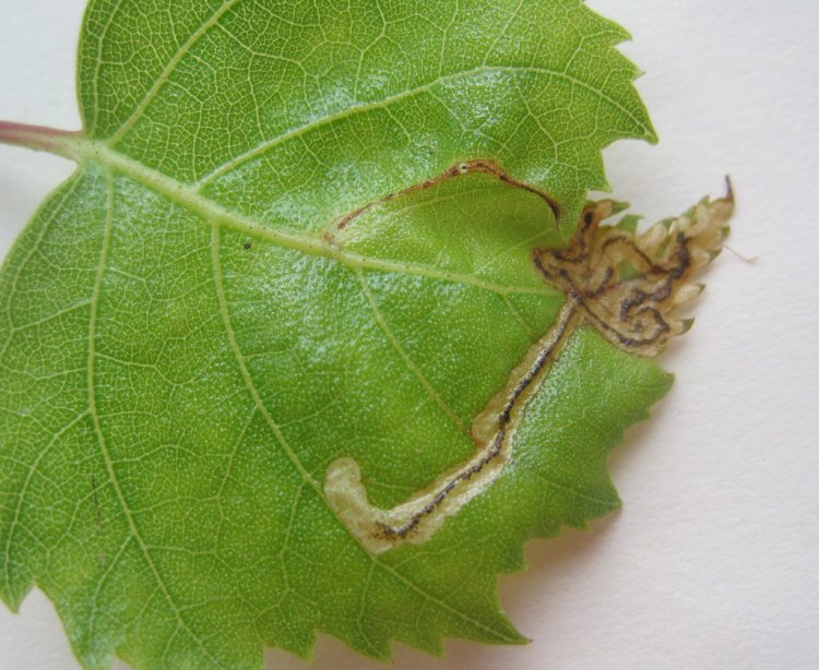 the leaf distorts