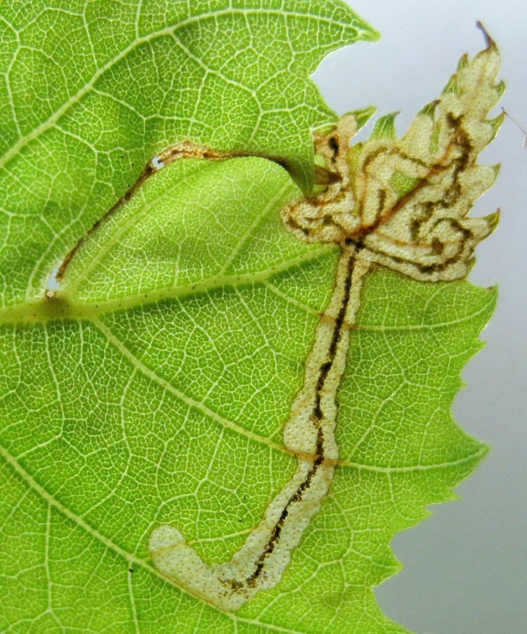 the leaf distorts
