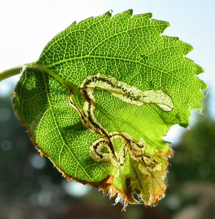 a long twisting gallery with the leaf edge browning