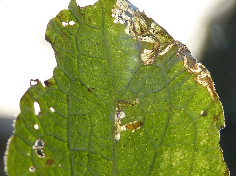 larva in mine