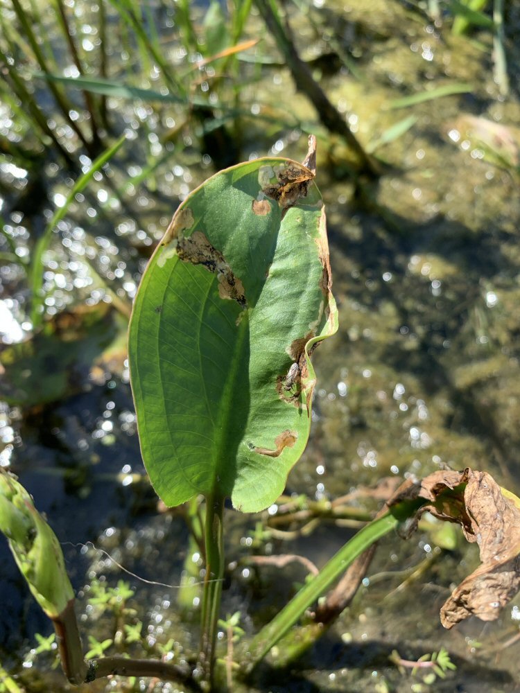 blotches turn brown