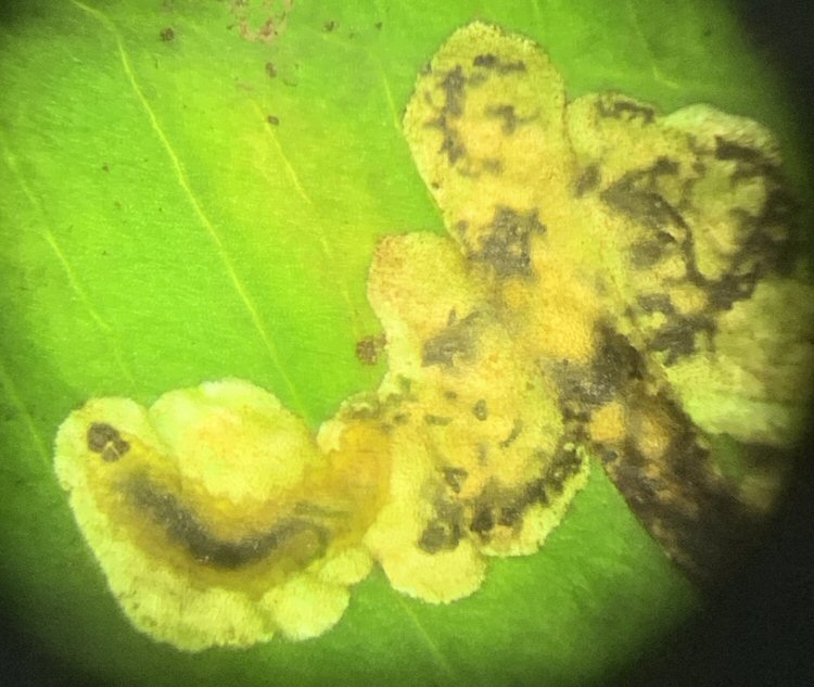 larva