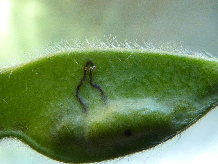 mines lead from eggs