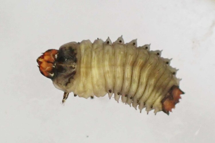 final instar larva