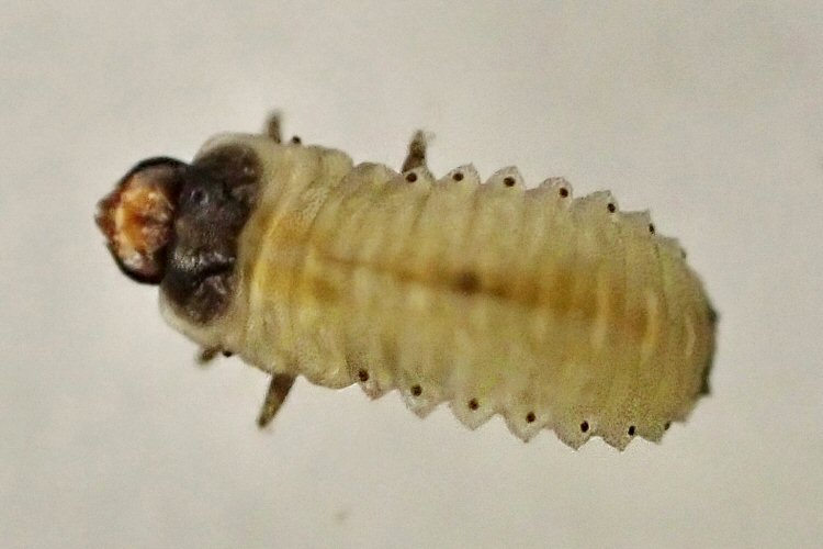 larva