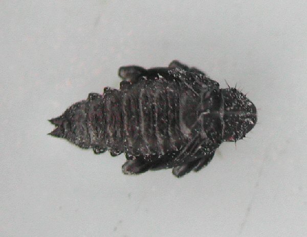 dorsal view