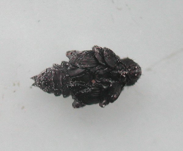 ventral view