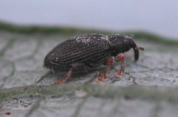 lateral view