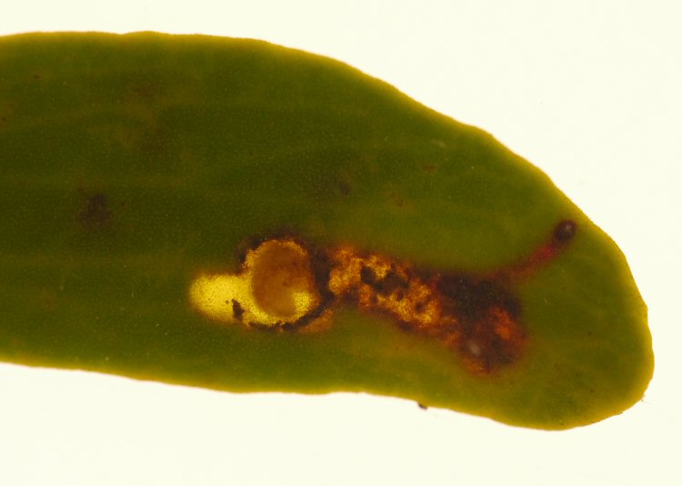 larva in mine