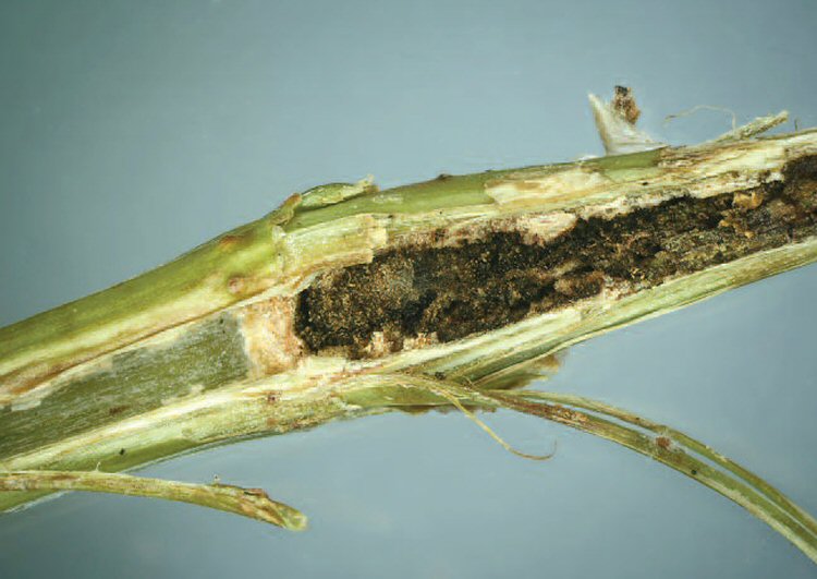 larval feeding signs