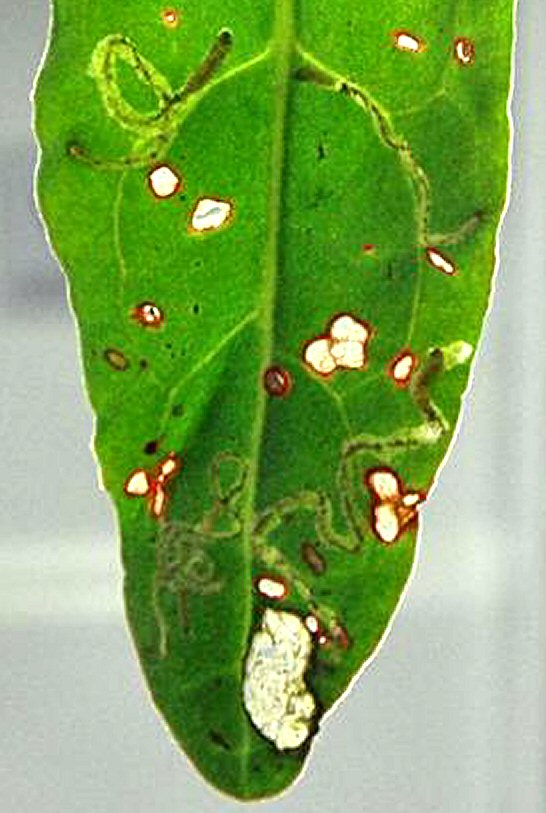larvae in mines
