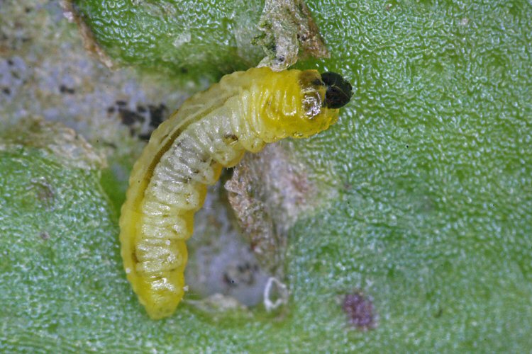 larva