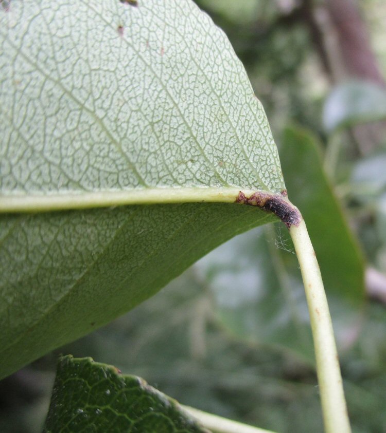 oviposition scar