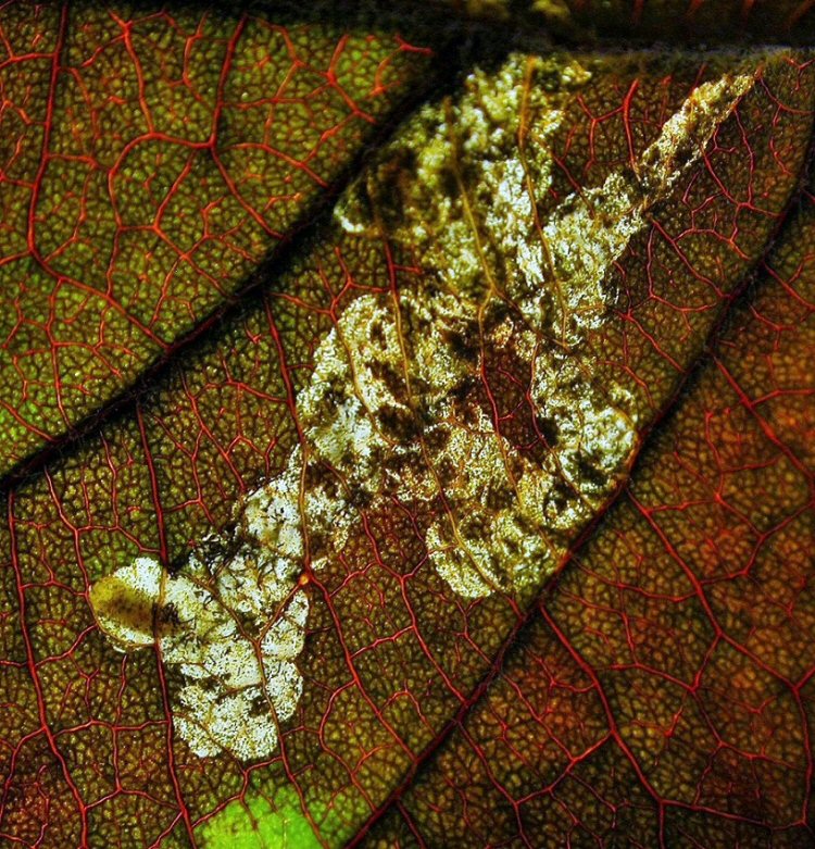 larva in mine