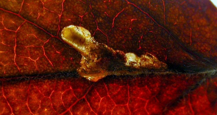 larva in mine