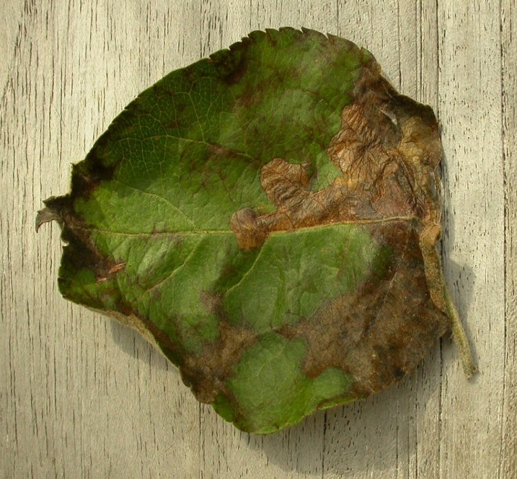 fallen leaf is mined