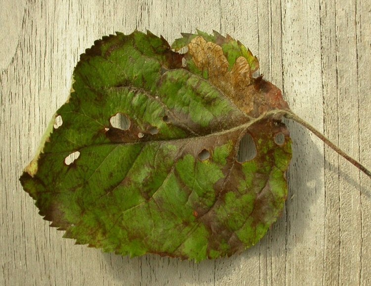 fallen leaf is mined