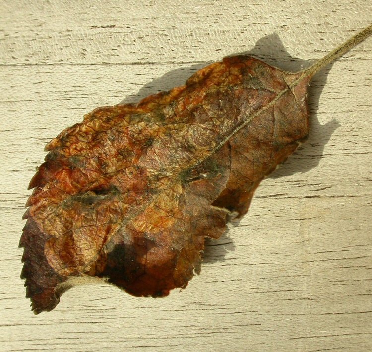 fallen leaf is mined