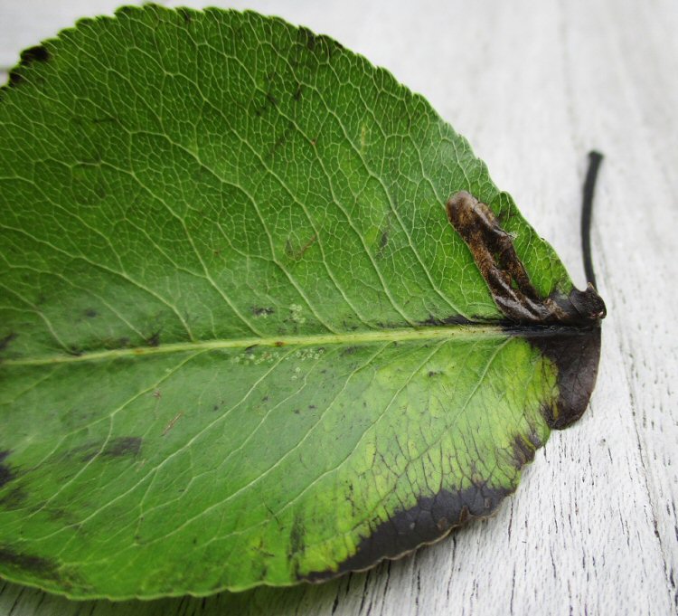 forms mines into the leaf blade