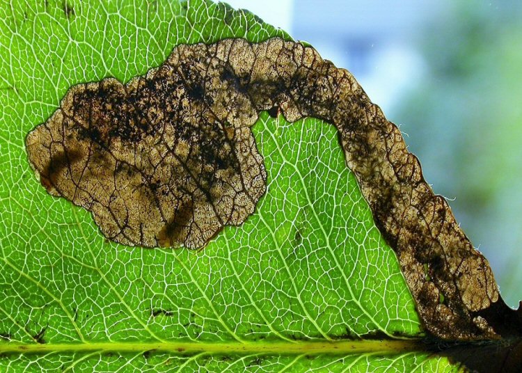 several larvae may mine a leaf