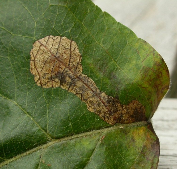 galleries are formed into the leaf blade