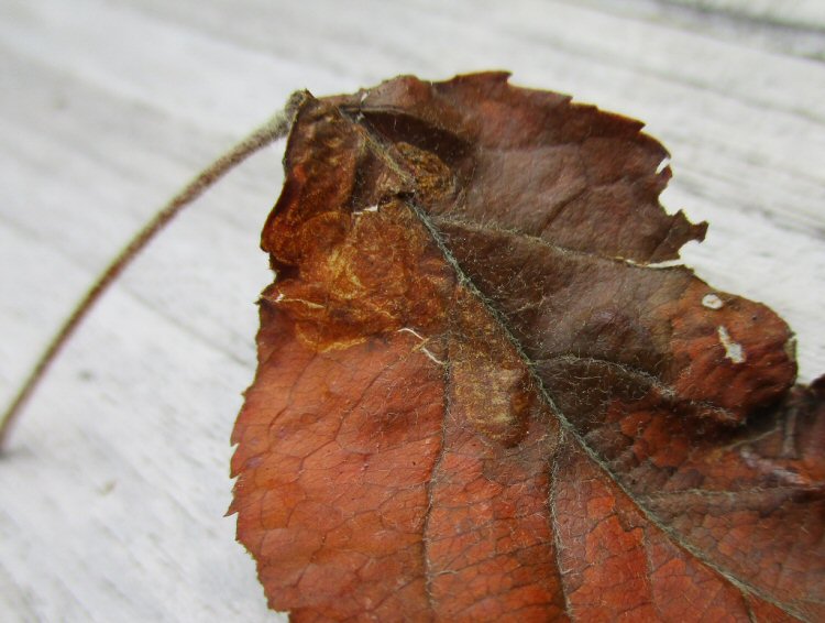 mines visible in leaf blade