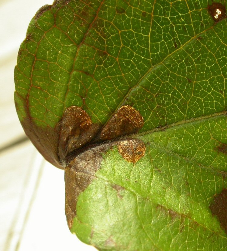 mines formed into the leaf lamina