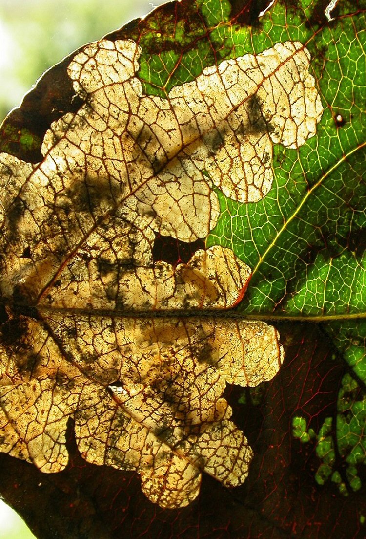 several larvae may occupy a mine