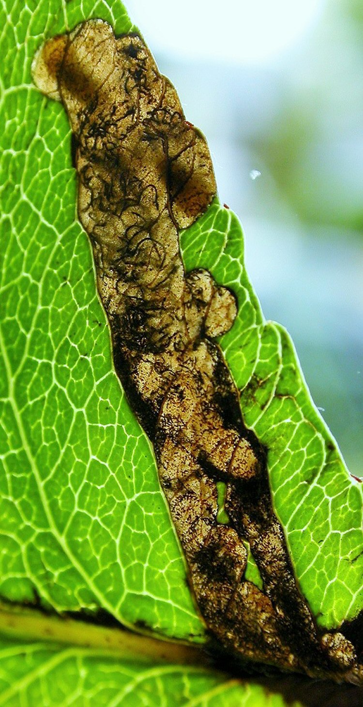 larva in mine