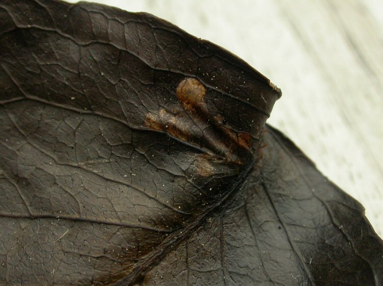 forms galleries into the leaf