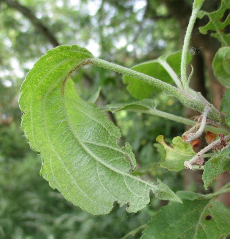 leaf bends downwards