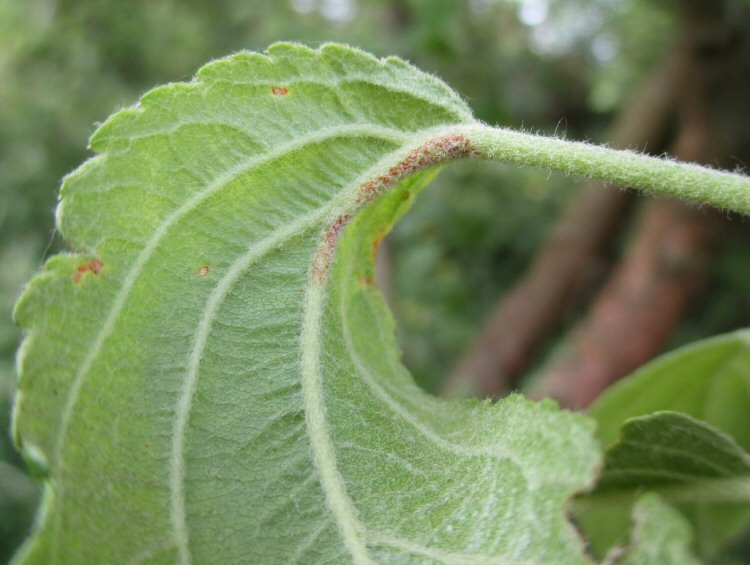 oviposition scar
