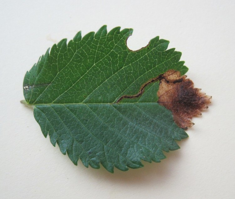 topof leaf