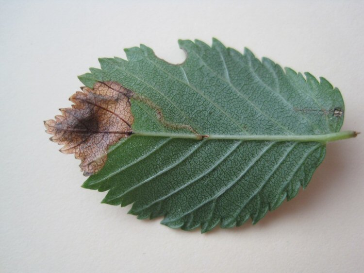 underside of leaf