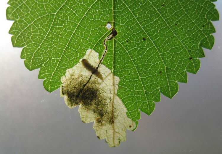 larva in mine