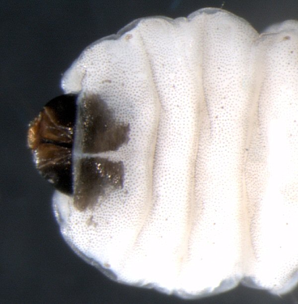 dorsal view