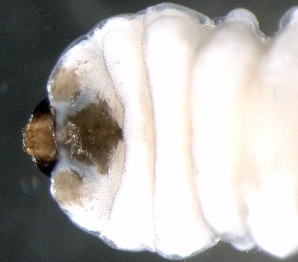 ventral view
