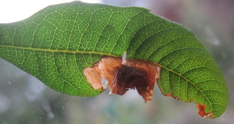 cocoon forming