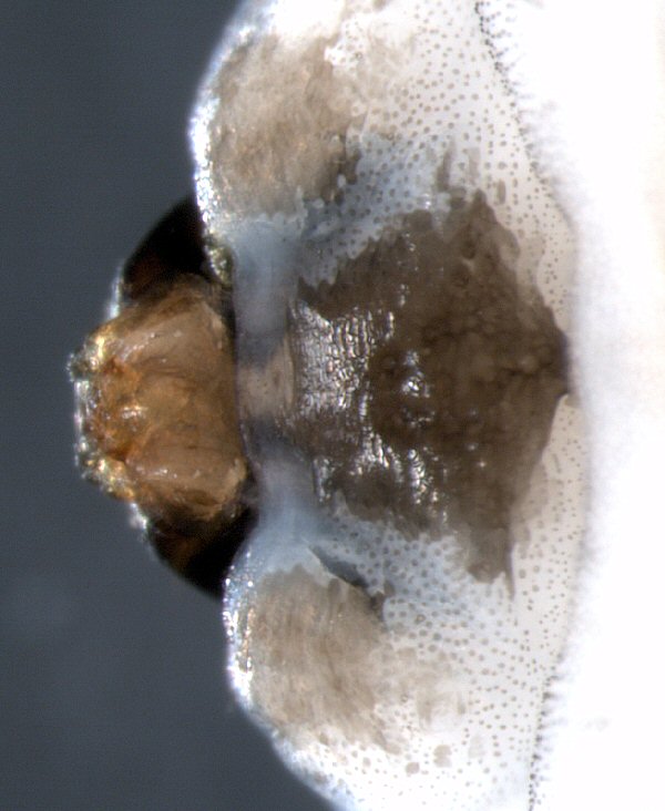 ventral view
