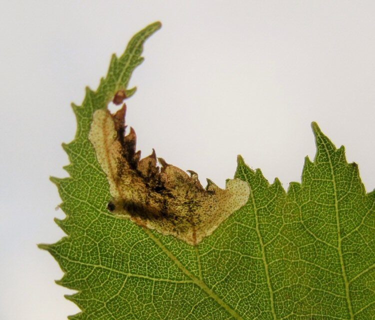larva in mine