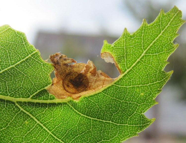 pupal disc forms