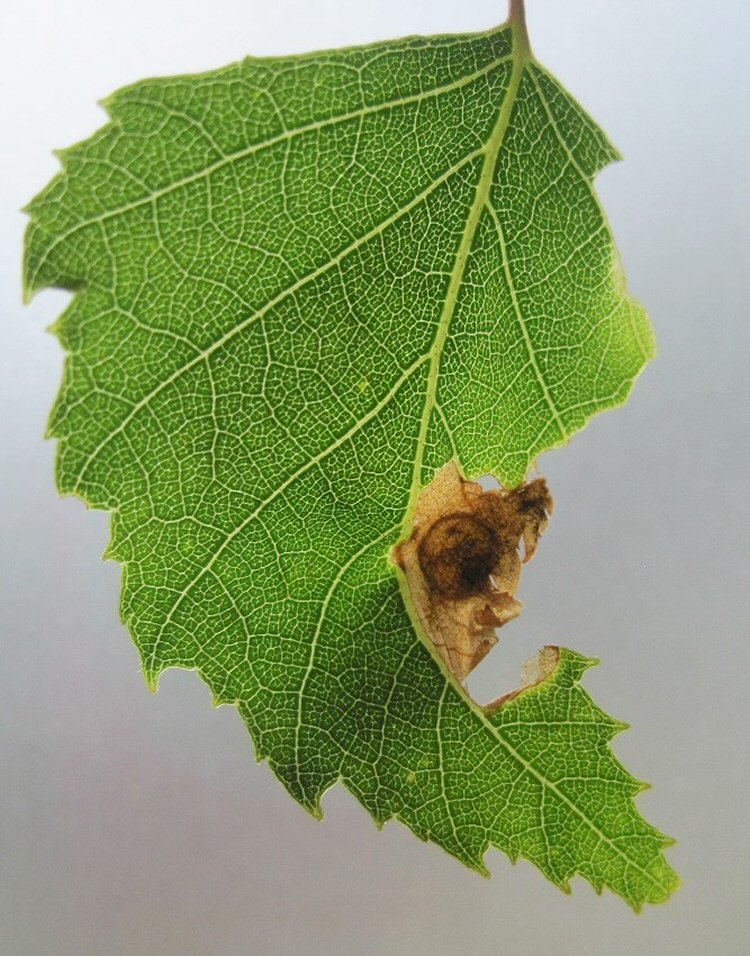 pupal disc