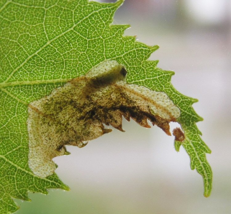 larva in mine