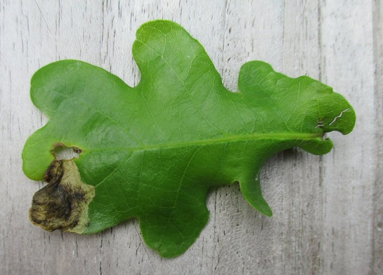 upper leaf surface
