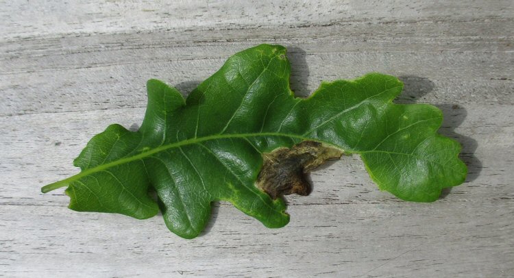 upper surface 
