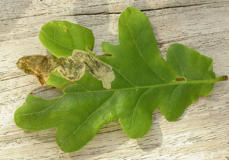 the mine can spread into the leaf.