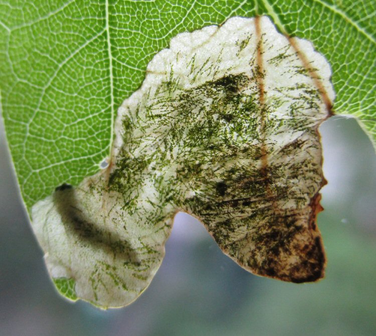larva in mine