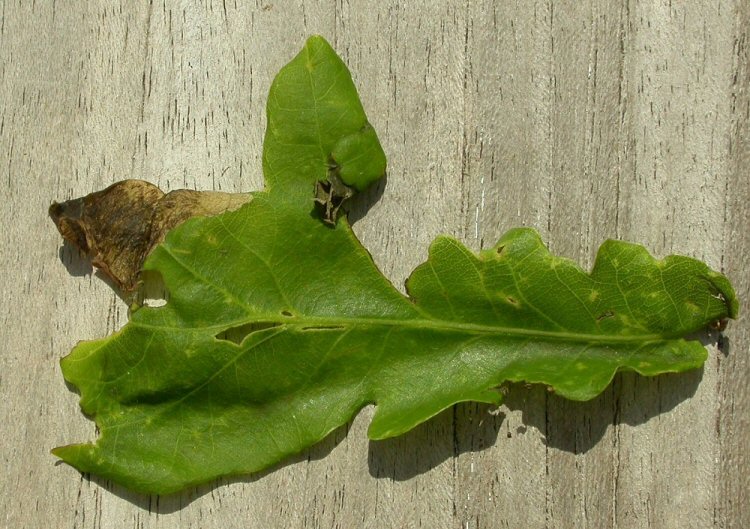 mine occurs between two lobes
